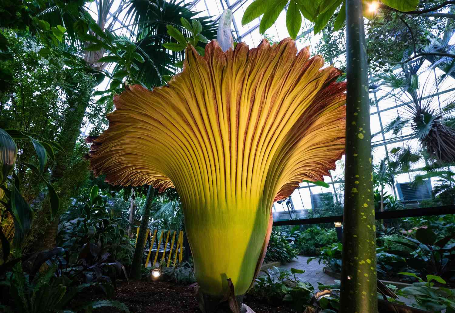 8 of the Largest Flowers on Earth