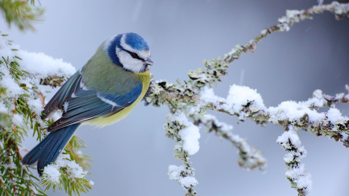 Welcoming Winter Wildlife – Earth911