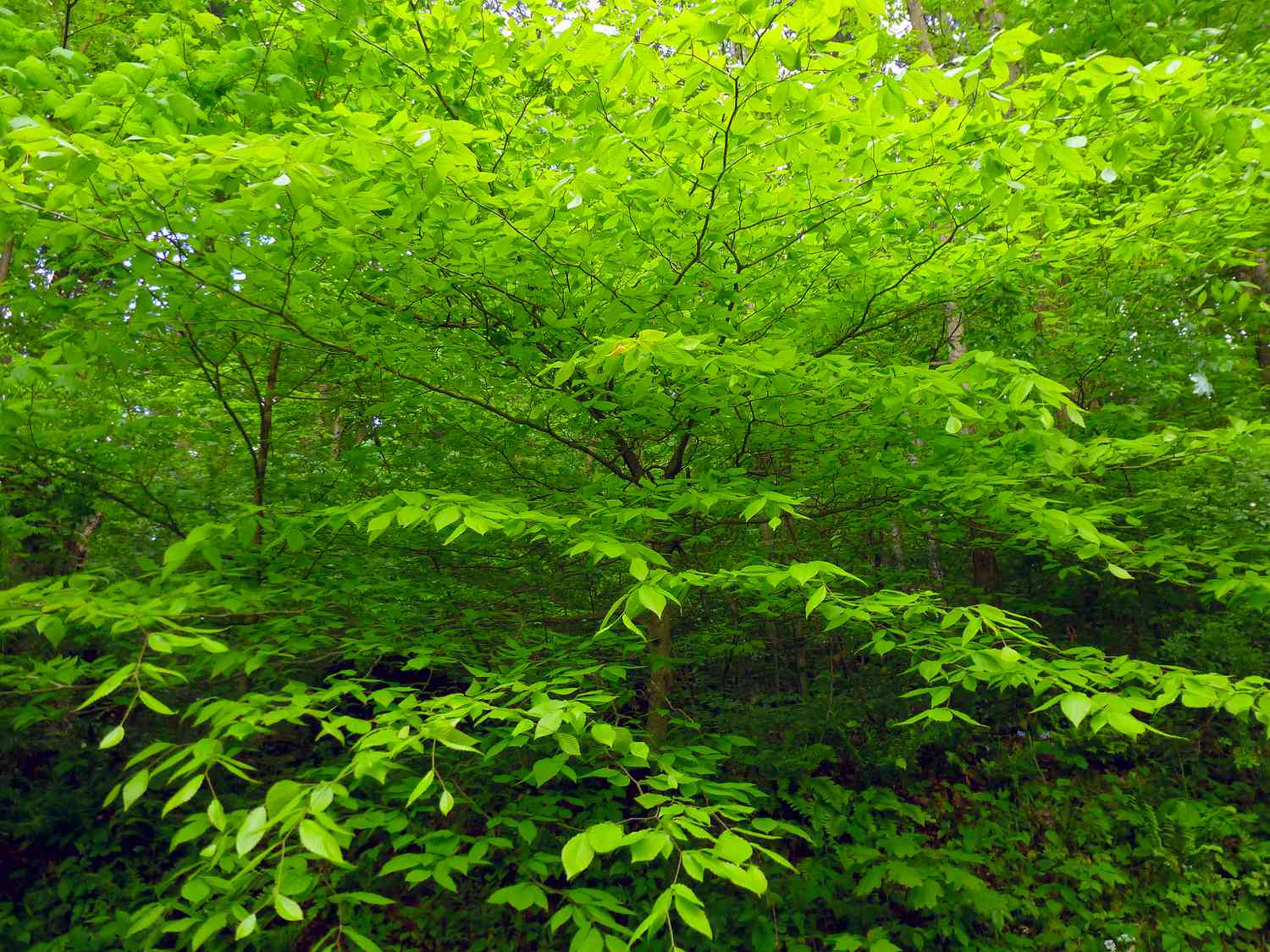 Set up the American Beech Tree