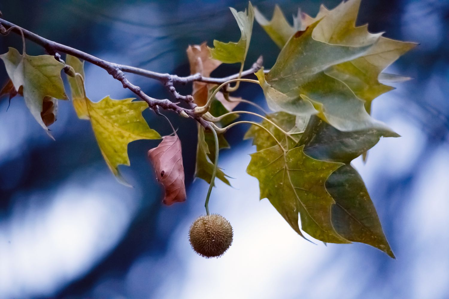 Amassing, Preparing, and Planting Sycamore Seeds