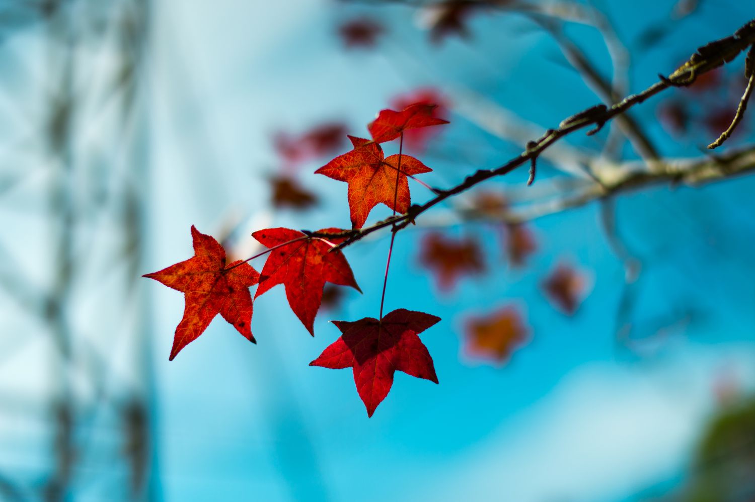 Decide Maple, Sycamore, and Sweetgum Leaves