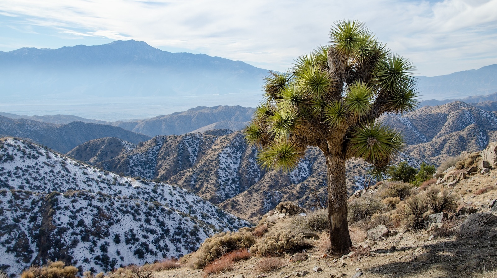 With Hotter, Drier Climate, California’s Joshua Bushes Are in Bother