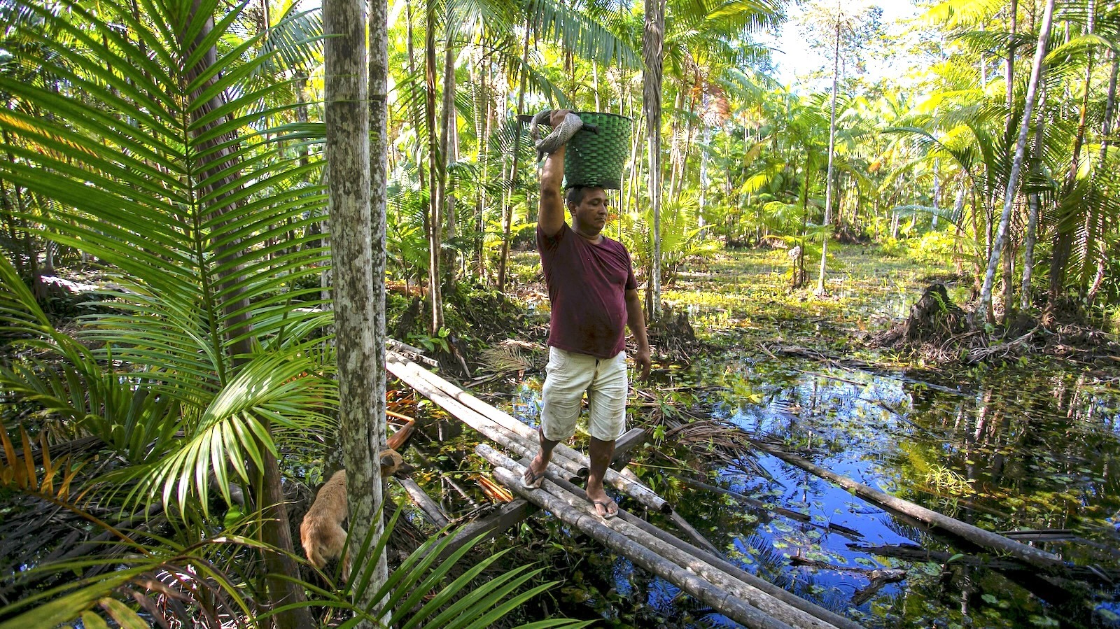 Brazil Hopes to Make the Amazon a Model for a Inexperienced Monetary system