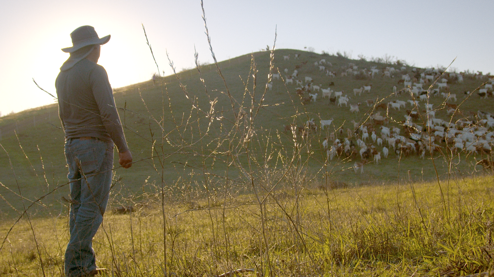 A Solitary Herder Cares for His Goats and the Bay House Hills