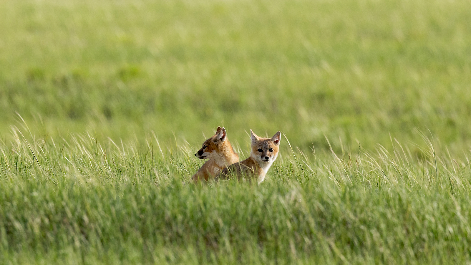 In Montana’s Northern Plains, Swift Foxes Are Once more from the Brink