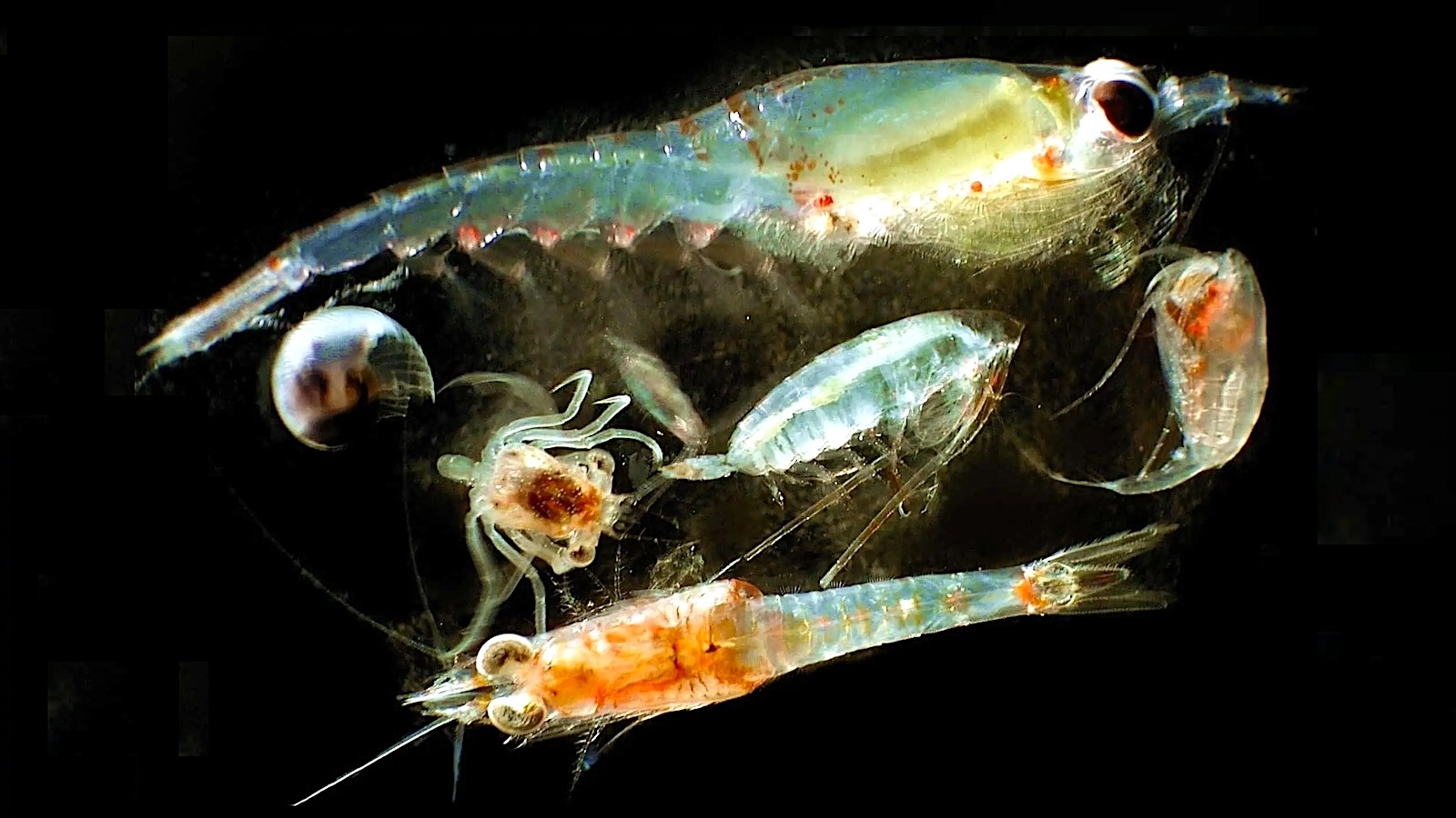 Researchers Parse the Manner ahead for Plankton in an Ever-Hotter World